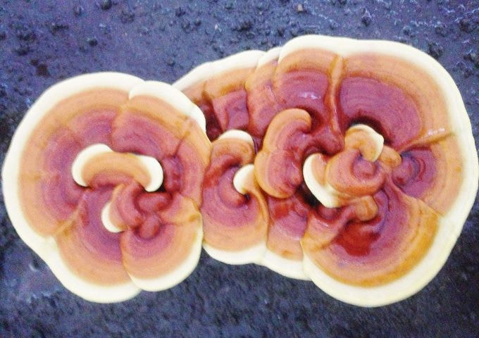 霊芝